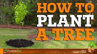 How To Plant A Tree  PlantingTree™ [upl. by Aniat82]