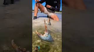 fishing mudcrab fish mudfish🦀🦀🦀🦀👍👍👍 [upl. by Genvieve]