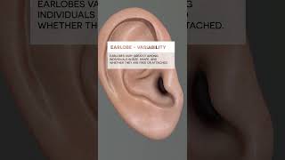 Earlobe ear biology medical anatomy [upl. by Keary]