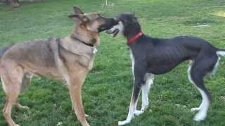 Saluki and German Shepherd at Dog Park [upl. by Hayyim]