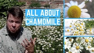 Medicinal Benefits of Chamomile [upl. by Enitram]