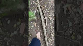 Earthing No12 Daemosan20241027 earthing hiking 대모산 barefoot seoul foot [upl. by Royce]