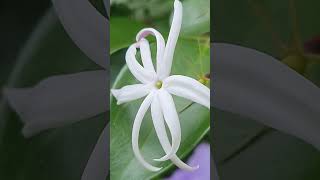 Jasminum Nervosum [upl. by Blader]