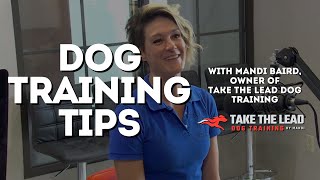 Useful dog training tips with Mandi of Take The Lead Dog Training [upl. by Heimlich]