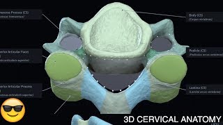 Cervical Vertebrae Anatomy  3D OMT COMLEX [upl. by Kabab744]