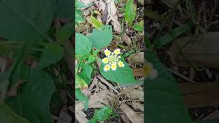 LANTANA PLANT wildplant bangbangsit lantana viralvideo [upl. by Buerger]