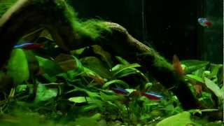 45L aquarium planted tankmp4 [upl. by Nahtnamas]