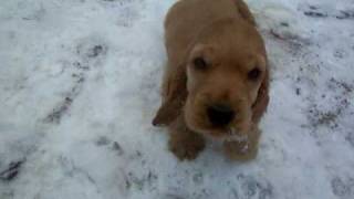 English Cocker Spaniel Puppies 8 Wochen im Schnee [upl. by Navonoj]