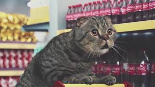 Best Cat Commercials Netto Marken [upl. by Mateya63]