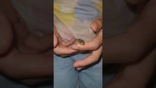 Ellas pet tiny frog is so cute frog pets amphibian [upl. by Silin]