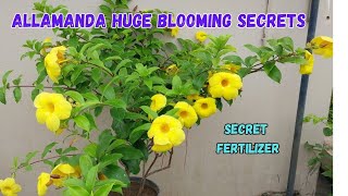 Allamanda Plant Secrets Achieve Lush Blooms Easily [upl. by Hutchinson]