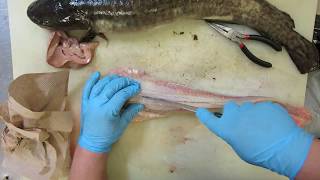 How to skin clean and fillet a Burbot [upl. by Lorola]