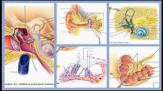 The Ear Structures  Identify the Structures with Me  Part 10 of 10 [upl. by Gaylord]