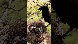 Black drongo bird babies P 12 shorts viralshorts [upl. by Bound]