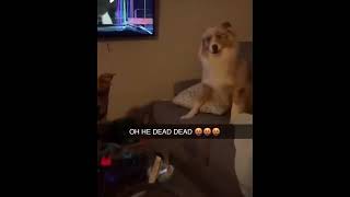 Omg 😱funnyvideo respectshorts dog [upl. by Nauht]