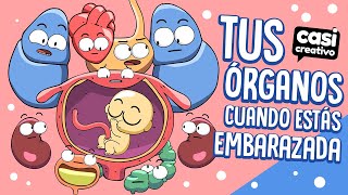 Tus órganos cuando estás embarazada  Casi Creativo [upl. by Care604]