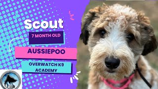 Scout  7 Month Old Aussiepoo  14 Day Advanced Training Program  Leave It  Recall [upl. by Wiencke]