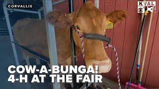 CowABunga Raising steer at the Benton County Fair [upl. by Bakki]