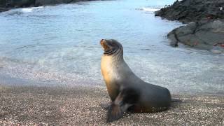 Sonido de Foca  Sonidos de Animales para Niños [upl. by Layol]