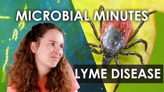 Lyme Disease What Is It and Is There a Vaccine  Microbial Minutes [upl. by Segalman10]