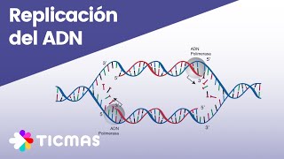 ¿Cómo ocurre el proceso de replicación del ADN [upl. by Eloise]