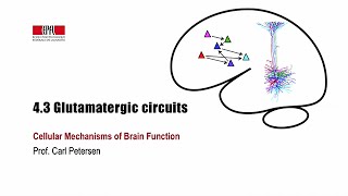 43 Glutamatergic circuits [upl. by Elocan]