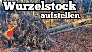 Umgestürzte Buche fällen  Wurzelstock aufstellen [upl. by Sylera572]