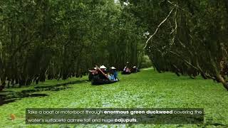 TRA SU CAJUPUT FOREST  THE GREEN WONDERLAND IN AN GIANG VIETNAM [upl. by Dijam]