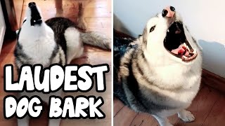 TOP 10 LOUDEST DOG BARKS 🐶 [upl. by Yoho]