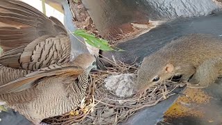 Dove birds Protect the first baby in the nest  Full Video Baby Birds Dove 🐣🐿😭 [upl. by Peonir]