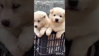 Cute puppies 😻🤩 🐶🐕dogbarkingsounds dog cuteanimal Satyazlittleworld786 [upl. by Pruter]