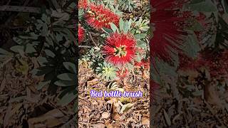 Red bottle brush plant bottlebrush brushplant redbrushplant [upl. by Eelinej]