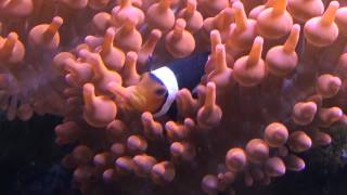 Amphiprion percula  TrauerbandAnemonenfisch [upl. by Wilmott]