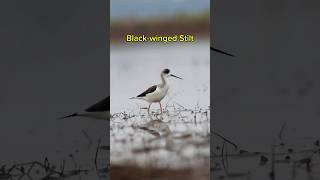 Blackwing StiltBirdphotography for Canon R7 birds wildlife nature wildlifebirding [upl. by Sybila691]