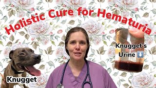 Holistic Veterinary Medicine Cures Hematura in one day Conventional versus Complimentary Medicine [upl. by Elokyn295]