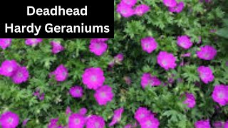 How To Deadhead Hardy Cranesbill Geranium for More Flowers [upl. by Liggitt]