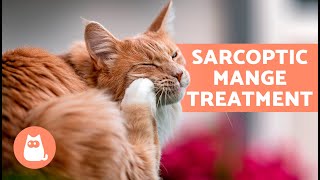 Do These HOME REMEDIES for SCABIES in CATS Work 🐱✅  Effective Home Remedies [upl. by Belldas769]