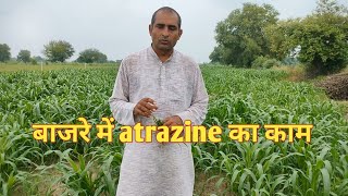 बाजरे में atrazine का काम। [upl. by Algy]