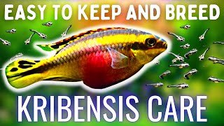 Easiest EggLaying Fish To Breed Kribensis Care  Breeding Guide [upl. by Weksler]