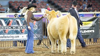 Competing with my prospect steer at a major cattle show OKC Cattlemen’s Congress [upl. by Damour]