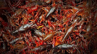 2 Hours of Catching and Cooking CRAWFISH [upl. by Debora660]