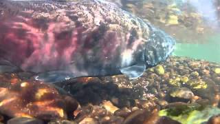 Salmon spawning  Up close and personal [upl. by Anear]