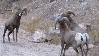 Rams Butting Heads in Colorado Canyon  WOW [upl. by Namrac700]