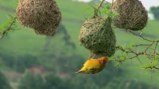 15 Most Amazing Nests In The Animal World wildlife AnimalNests shorts [upl. by Ykvir]