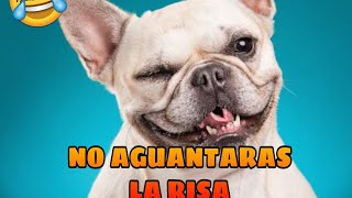 🤣 Videos que dan Risa de Animales 🐱🐶 Mejores Momentos de Animales Chistosos [upl. by Earahs]