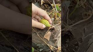 Picking Cucamelon  Fruit Chibber Frui fruit nature [upl. by Nerb648]