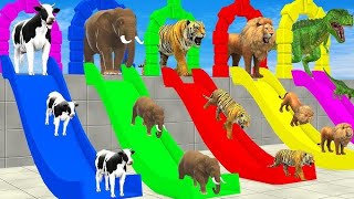 Cow buffalo dinosaur elephant sher Gorilla cartoon funny cartoon video cartoon animation animals [upl. by Nanette398]