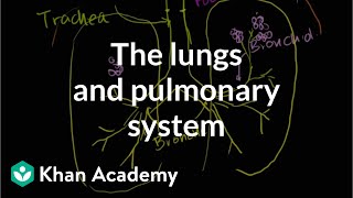 The lungs and pulmonary system  Health amp Medicine  Khan Academy [upl. by Ellatsirhc]