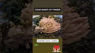 The Shocking Truth About Sponges fact sponge zoologyfacts [upl. by Columbus]