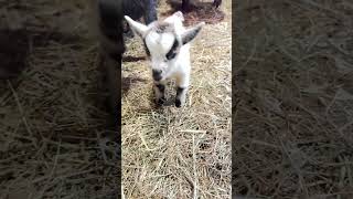 Comforts newborn Pygmy goat babies ❤️ so adorable 🥰 [upl. by Aicetal]